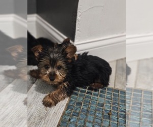 Yorkshire Terrier Puppy for sale in INDIANAPOLIS, IN, USA