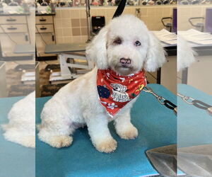 Poodle (Miniature) Dogs for adoption in Royal Palm Beach, FL, USA