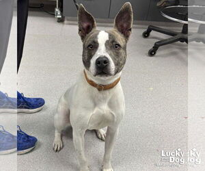 Mutt Dogs for adoption in Washington, DC, USA