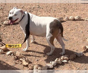 Mutt Dogs for adoption in Las Vegas, NV, USA