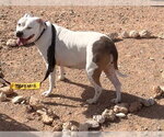 HONEY - Female Mutt Dog for Adoption - Small photo