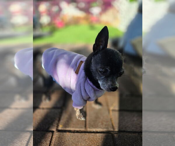 Medium Photo #2 Chihuahua Puppy For Sale in MIDWAY, UT, USA