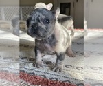 Small Photo #4 French Bulldog Puppy For Sale in SANTA ROSA, CA, USA