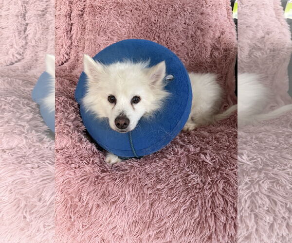 Medium Photo #6 American Eskimo Dog Puppy For Sale in Pikesville, MD, USA