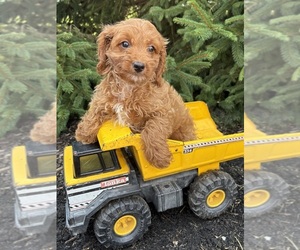 Cavapoo mix (+ Poodle Miniature) Puppy for sale in MIDDLEBURY, IN, USA