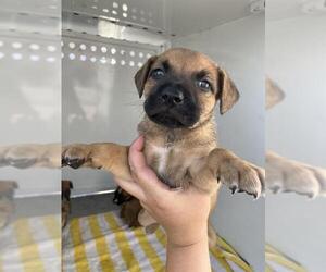 Mutt Dogs for adoption in Stockton, CA, USA
