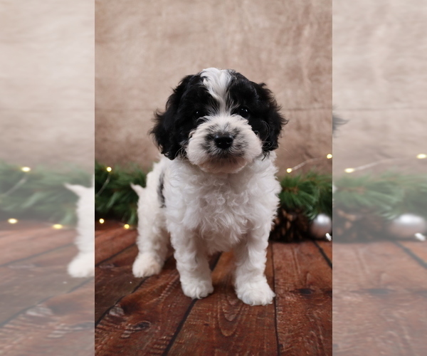 Medium Photo #11 Cavapoo (Toy) Puppy For Sale in WEST SALEM, OH, USA