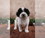Small #10 Cavapoo (Toy)