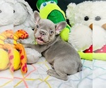 Small Photo #11 French Bulldog Puppy For Sale in BELLVILLE, TX, USA