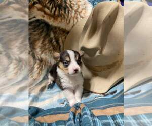 Pembroke Welsh Corgi Puppy for sale in RICHLAND, MO, USA