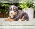 Puppy Poppy Bernese Mountain Dog