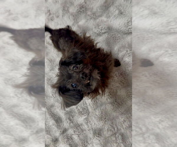 Medium Photo #2 Shih Tzu Puppy For Sale in Mooresville, NC, USA