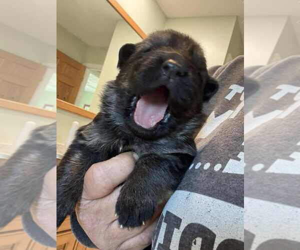 Medium Photo #2 German Shepherd Dog Puppy For Sale in NEWVILLE, PA, USA