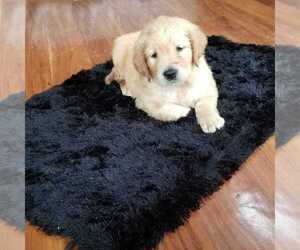 Golden Retriever Puppy for sale in NORWOOD, MO, USA