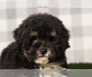 Bernedoodle (Miniature) Puppy for Sale in MARIETTA, Georgia USA