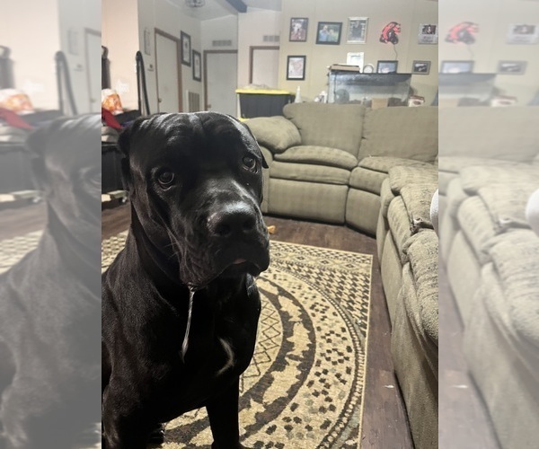 Medium Photo #1 Cane Corso Puppy For Sale in NEW TAZEWELL, TN, USA