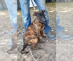 Small #1 Mutt