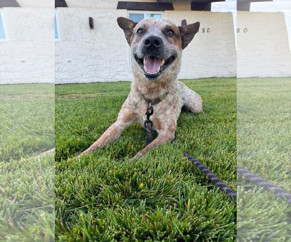 Medium Photo #2 Mutt Puppy For Sale in Paso Robles, CA, USA