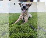 Small #1 Mutt