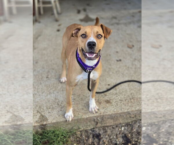 Medium Photo #2 Boxer-Unknown Mix Puppy For Sale in Bardstown, KY, USA