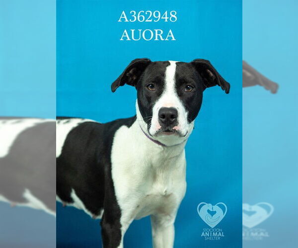 Medium Photo #2 Mutt Puppy For Sale in Stockton, CA, USA