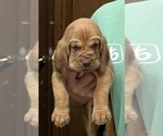 Red LM 4 - Male Bloodhound Puppy for Sale - Photo #8