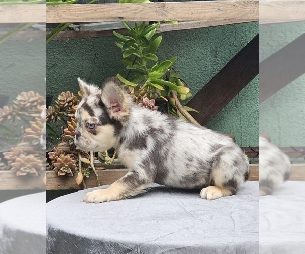 Medium Photo #18 French Bulldog Puppy For Sale in PHOENIX, AZ, USA