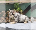 Small #17 French Bulldog
