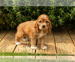 Small #13 Cocker Spaniel
