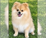 Image preview for Ad Listing. Nickname: OLIVER