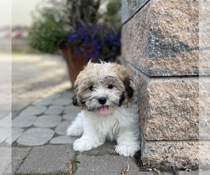 ShihPoo Puppy for sale in CANOGA, NY, USA