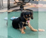 Small Photo #7 Cavalier King Charles Spaniel Puppy For Sale in BENTONVILLE, AR, USA