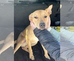Small #2 Labrador Retriever-Rhodesian Ridgeback Mix