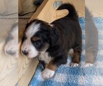 Small Photo #6 Miniature American Shepherd Puppy For Sale in PERRY, IA, USA
