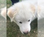 Small Photo #3 Great Pyrenees Puppy For Sale in OTTUMWA, IA, USA
