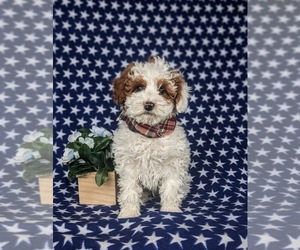 Cane Corso Puppy for sale in LEOLA, PA, USA