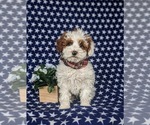 Small Photo #1 Poodle (Toy) Puppy For Sale in LEOLA, PA, USA