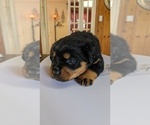 Small Photo #9 Rottweiler Puppy For Sale in HEMINGWAY, SC, USA