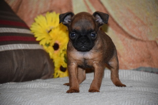 Brussels Griffon Puppy for sale in FREDERICKSBURG, OH, USA
