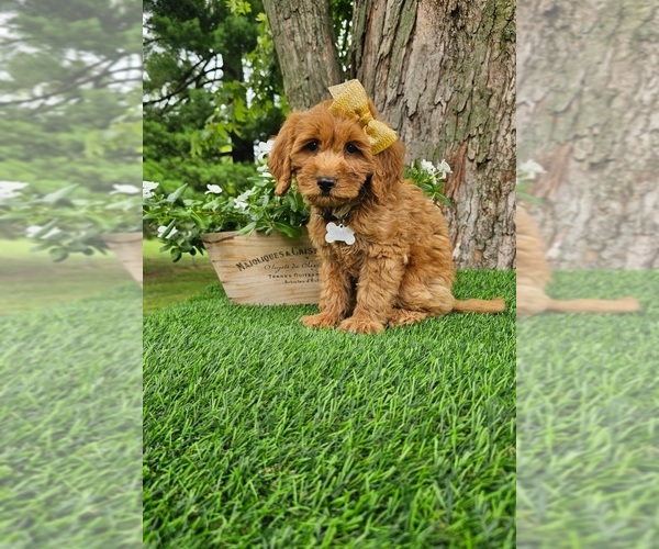 Medium Photo #5 Goldendoodle Puppy For Sale in INDIANAPOLIS, IN, USA