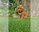 Small #4 Goldendoodle