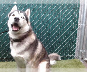 Siberian Husky Dogs for adoption in Downey, CA, USA