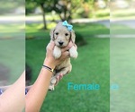 Small Photo #6 Goldendoodle-Poodle (Standard) Mix Puppy For Sale in PINEVILLE, LA, USA
