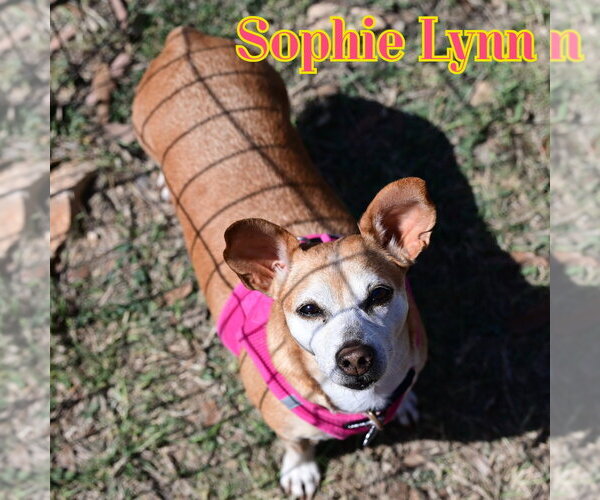 Medium Photo #41 Chiweenie Puppy For Sale in San Antonio, TX, USA