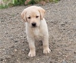 Puppy Purple Caller Labrador Retriever