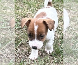 Jack Russell Terrier Puppy for sale in BLANCHARD, ID, USA