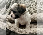 Small Photo #49 Zuchon Puppy For Sale in RENO, NV, USA