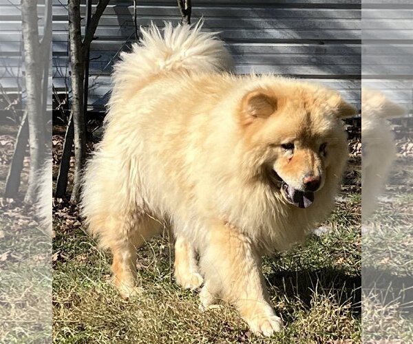 Medium Photo #4 Chow Chow Puppy For Sale in Monterey, VA, USA