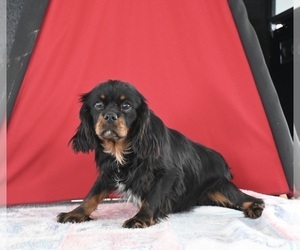 Cavalier King Charles Spaniel Puppy for sale in MILLERSBURG, OH, USA