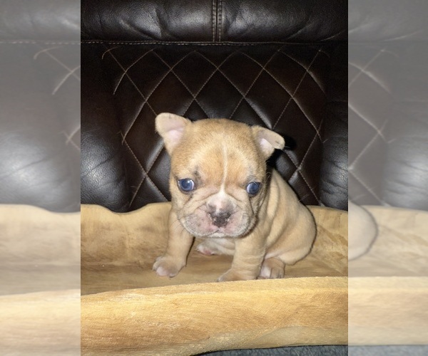Medium Photo #7 French Bulldog Puppy For Sale in DOVER, FL, USA